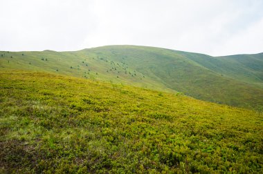 Dağlarda yaz. Karpat