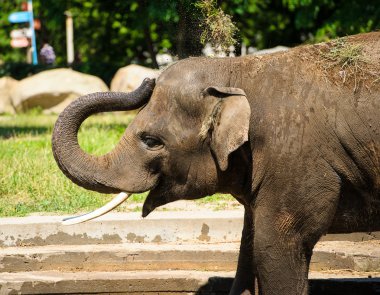 Toz ile sıçramasına fil