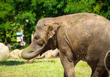 Toz ile sıçramasına fil