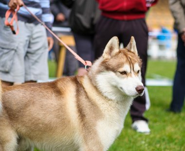Sibirya Husky köpeği