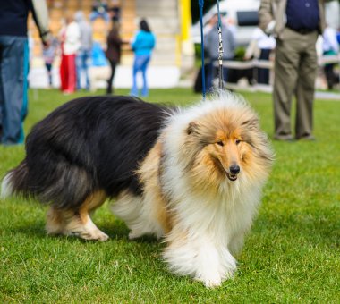 Çayır üzerinde komik köpek