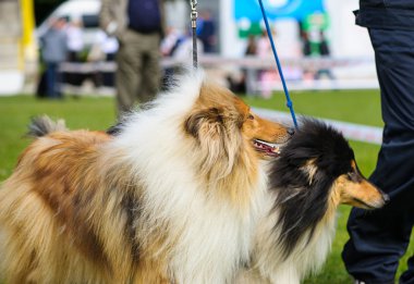 Komik köpekler çayır üzerinde