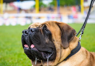 Komik köpekler çayır üzerinde