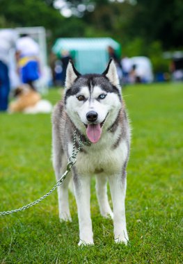 Sibirya Husky köpeği