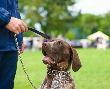 Çayır üzerinde komik köpek