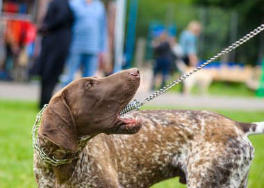 Çayır üzerinde komik köpek