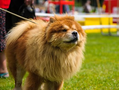 Çayır üzerinde komik köpek