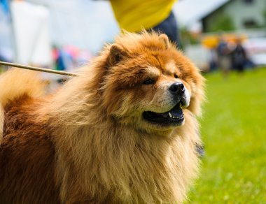 Çayır üzerinde komik köpek
