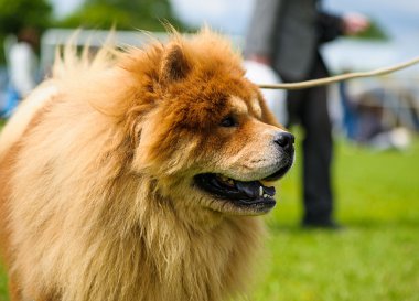 Çayır üzerinde komik köpek