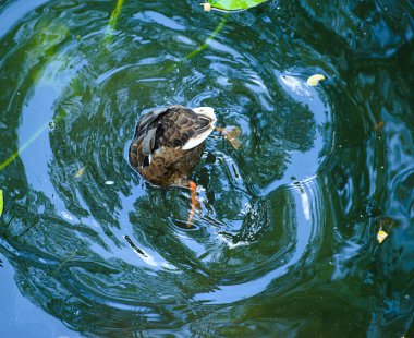 Güzel ördek dalışlar