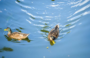 su üzerinde yüzen ördekler