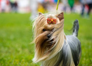 Çayır üzerinde komik köpek