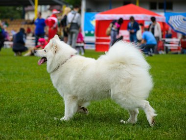 Çayır üzerinde komik köpek