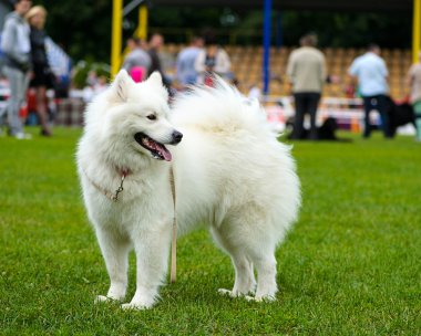 Çayır üzerinde komik köpek