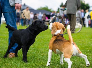 Komik köpekler çayır üzerinde