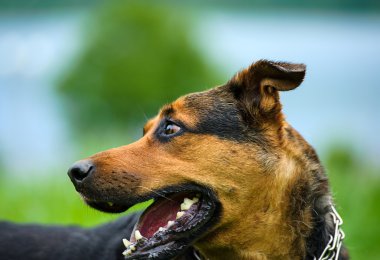 Çayır üzerinde komik köpek