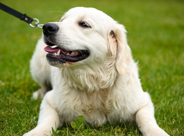 Çayır üzerinde komik köpek