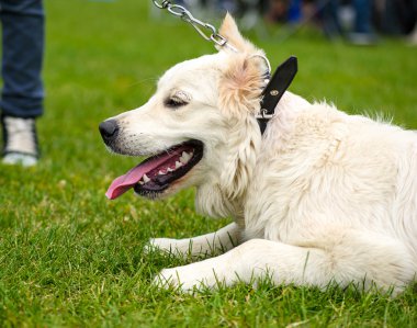 Çayır üzerinde komik köpek