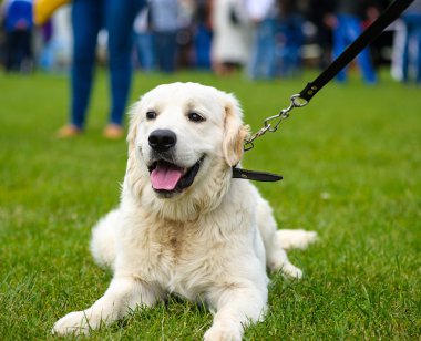 Çayır üzerinde komik köpek