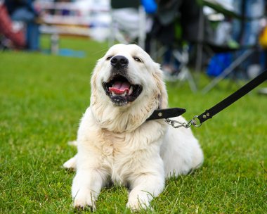Çayır üzerinde komik köpek