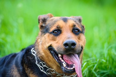 Yeşil çimenlerin üzerinde mutlu köpek