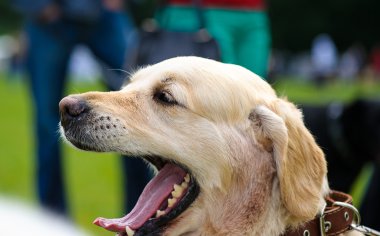 Çayır üzerinde komik köpek