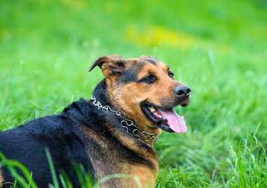Yeşil çimenlerin üzerinde mutlu köpek