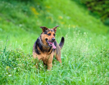 Yeşil çimenlerin üzerinde mutlu köpek
