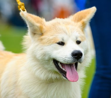 Akita Inu köpek