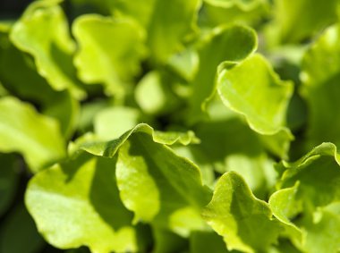 Arka planı yeşil salata