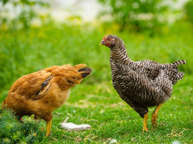 Genç tavuk kuşlar