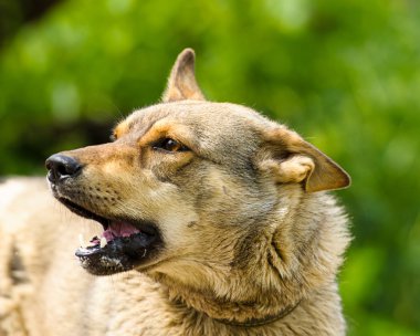 Yetişkin köpek portresi