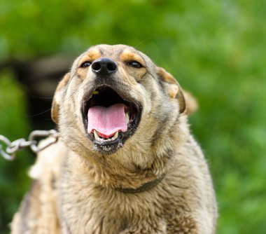 Yetişkin köpek portresi