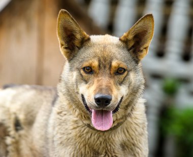 Yetişkin köpek portresi