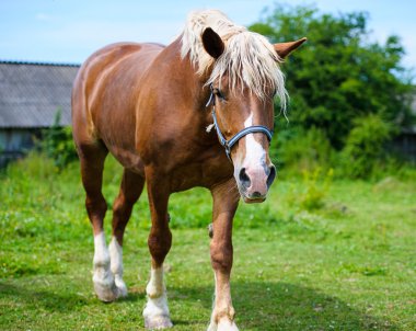 Güzel at çiftliğinde.