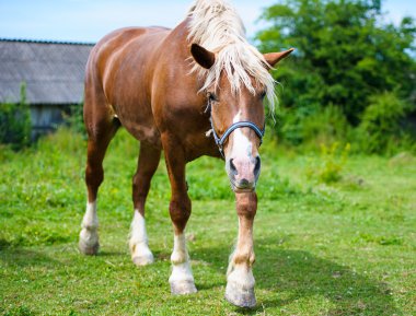 Güzel at çiftliğinde.