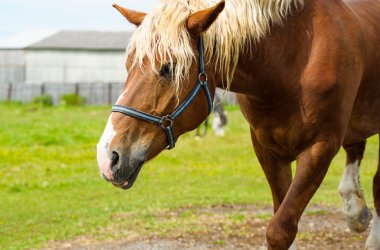 Güzel at çiftliğinde.