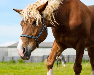 Güzel at çiftliğinde.