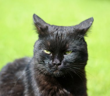 Yeşil çimenlerin üzerinde kara kedi