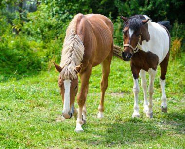 Çiftliğinde güzel atlar.