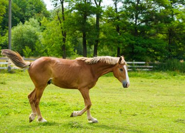 At çiftliği'nde çalışan.