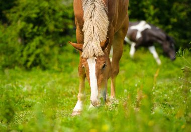Güzel at çiftliğinde.