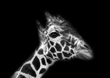 Vahşi Afrika zürafa