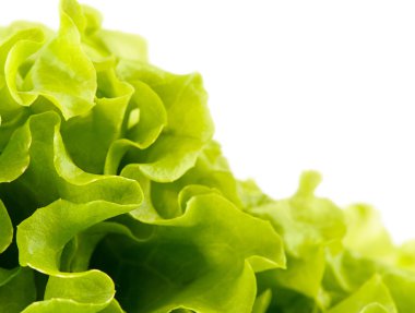 Yeşil taze salata