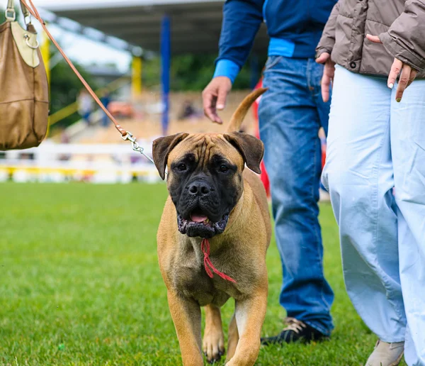 Çayır üzerinde komik köpek — Stok fotoğraf