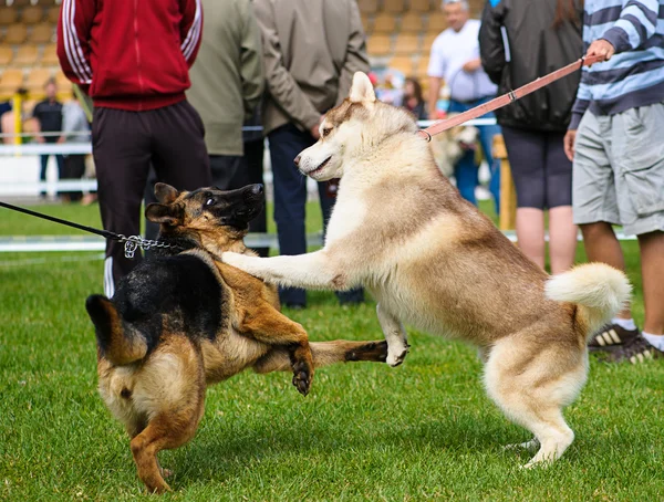 Perros divertidos en el prado —  Fotos de Stock