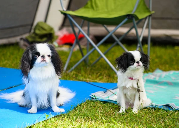 Chiens drôles sur prairie — Photo