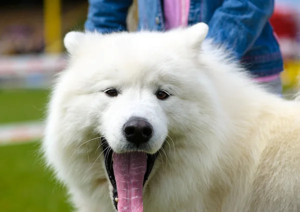 Lustiger Hund auf Wiese — Stockfoto