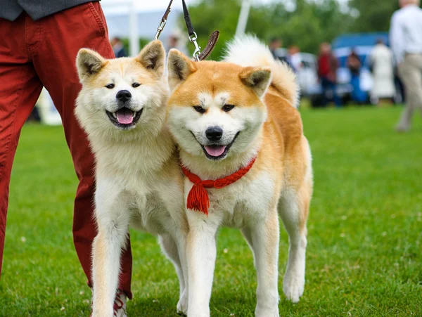 Akita Inu köpekler