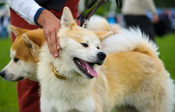 Akita Inu dogs — Stock Photo, Image